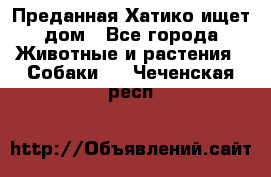 Преданная Хатико ищет дом - Все города Животные и растения » Собаки   . Чеченская респ.